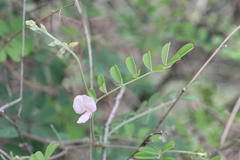 Tephrosia pentaphylla